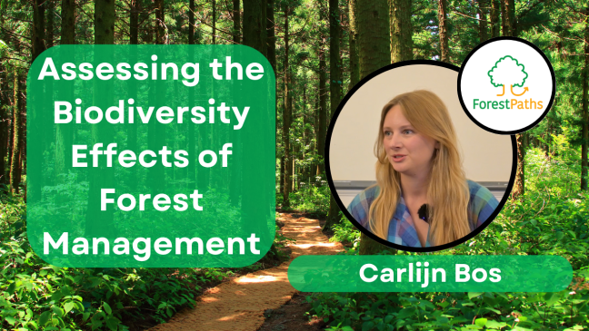 Assessing styles of forest management: Carlijn Bos in a new interview on ForestPaths research