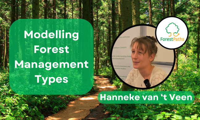 Modelling effects of forest management on biodiversity in ForestPaths: New interview with project partner Hanneke van ‘t Veen