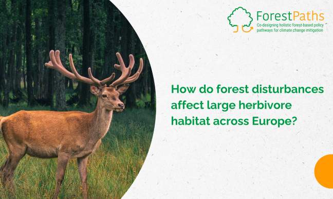 New study examines how forest disturbances affect large herbivore habitat across Europe