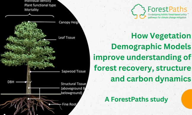 ForestPaths study reveals how Vegetation Demographic Models improve understanding of forest recovery, structure and carbon dynamics
