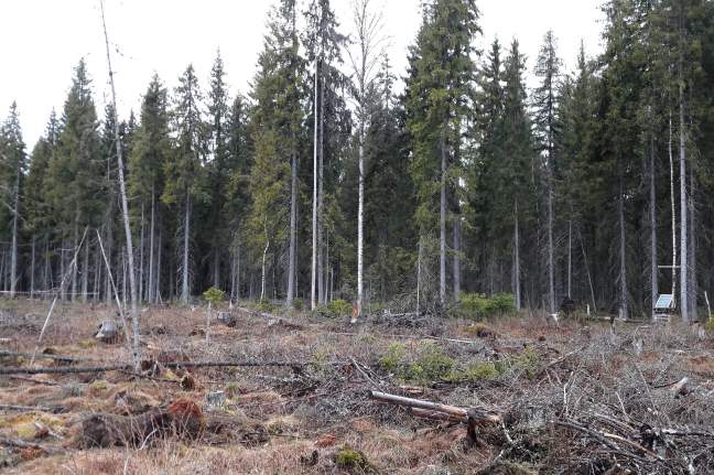 Recent studies shed light on the impacts of different silvicultural practices