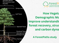 ForestPaths study reveals how Vegetation Demographic Models improve understanding of forest recovery, structure and carbon dynamics