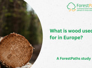 What is wood used for in Europe? A ForestPaths analysis of wood flows across the EU