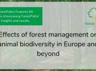 ForestPaths Features #4: Effects of forest management on animal biodiversity in Europe and beyond