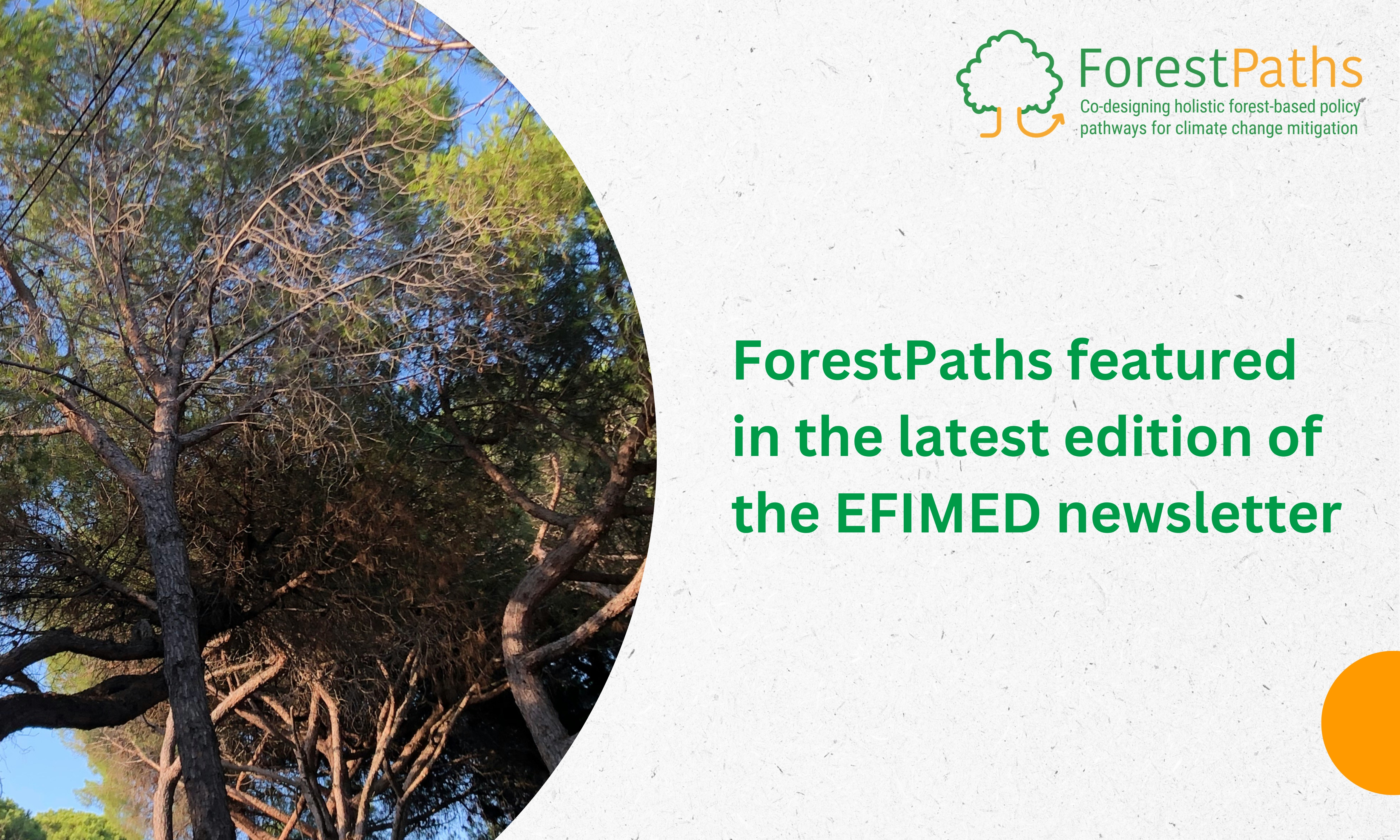 ForestPaths featured in the latest edition of the EFIMED newsletter
