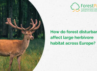 New study examines how forest disturbances affect large herbivore habitat across Europe